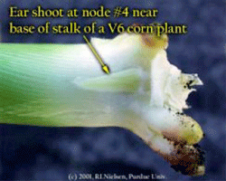 Ear shoot at node #4 nar base of stalk of a V6 corn plant