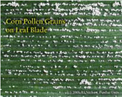 Corn Pollen Grains on Leaf Blade