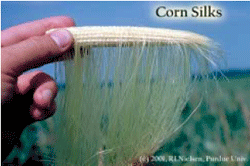 Corn Silks