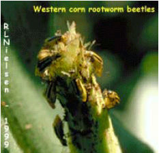 Western Corn Rootworm Beetles