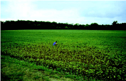 Spider mites moving in from field edge