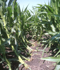 Lodged corn plants