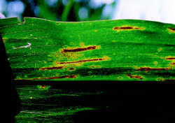 Early gray leaf spot lesions