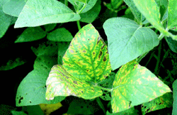 Interveinal necrosis from soybean death syndrome