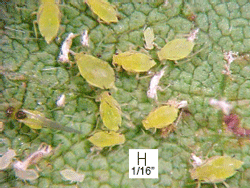 Soybean Aphids