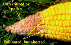 Unfertilized by pollen