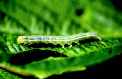 Green cloverworm