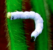 Diseased green cloverworm