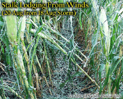 Stalk Lodging From Winds