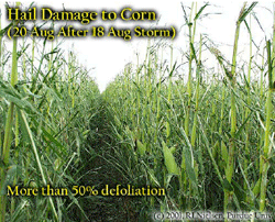 Hail Damage to Corn