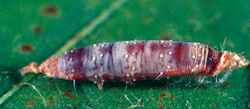 Green cloverworm parasitized by wasp