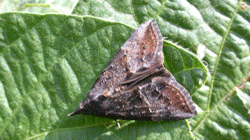 Green cloverworm moth