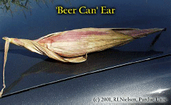 'Beer Can' Ear