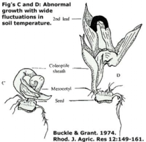 Figures C and D: Abnormal growth with wide flucutations in soil temperature