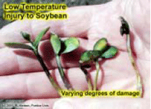 Low Temperatuer Injury to Soybean