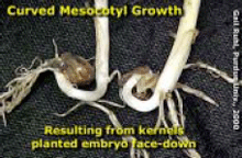 Curved Mesocotyl Growth: Resulting from kernels planted embryo face-down
