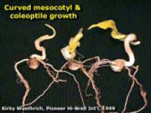 Curved Mesocotyl & Coleoptile growth