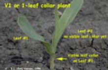 V1 or 1 leaf collar plant