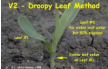 V2- Droopy leaf method