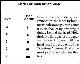 Black Cutworm Instar Guide