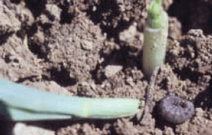 Black cutworm next to cut plant
