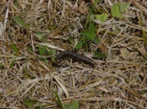 Armyworm feeding on remaining stubble