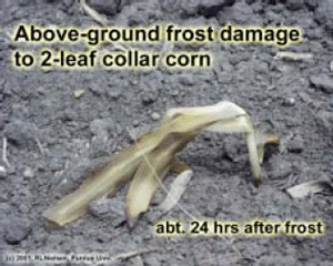 Above ground frost damage to 2-leaf collar corn