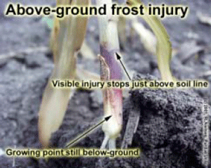 Above-ground frost injury