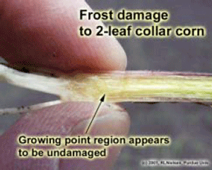 Frost damage to 2-leaf collar corn