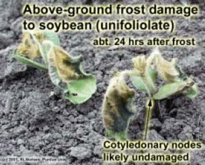 Above-ground frost damage to soybean (unifoliolate)