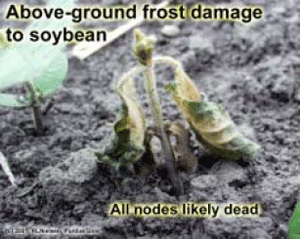 Aboveground frost damage to soybean