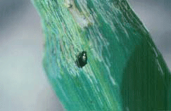 Corn flea beetle and "tracking" damage