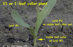 V1 or 1-leaf collar plant