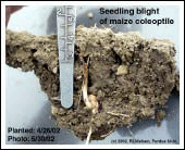 Seedling blight of coleoptile
