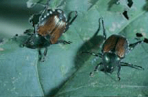Japanese Beetles feeding on soybeans