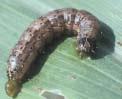 Fall armyworm Larva