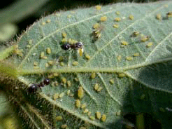 Winged and wingless female aphids with ants