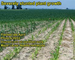 Severelly stunted plant growth