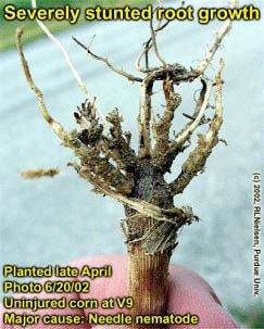 Severely stunted root growth