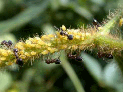 Aphids on stem tended by ants