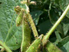 aphids on stems and pods