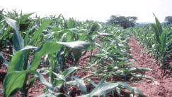 Late-planted corn lodging from rootworm damage