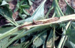 Stalk borer and damge in giant ragweed stem