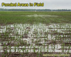Ponded Areas in Field