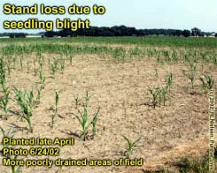 Stand loss due to seedling blight