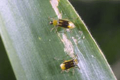 Western corn rootworm beetles feeding on corn leaf