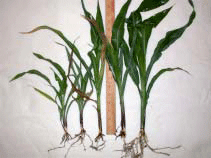 "Short corn- Tall corn" from rootworm damage