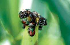 Japanese beetles on ear tip