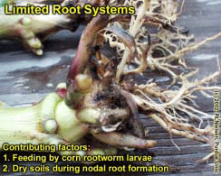 Limited Root Systems