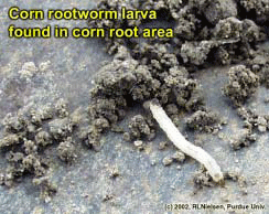 Corn rootworm larva found in corn root area